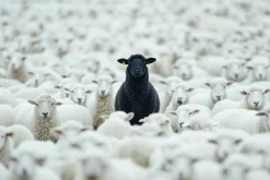 Sale Acrylglasbild BLACK SHEEP Acrylbilder