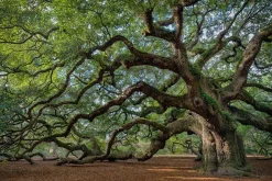 Best Acrylglasbild FASZINATION BAUM Acrylbilder|Glasbilder