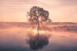 Best Akustikbild BAUM Akustikbilder