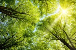 Best Akustikbild BAUMKRONE 3 Akustikbilder