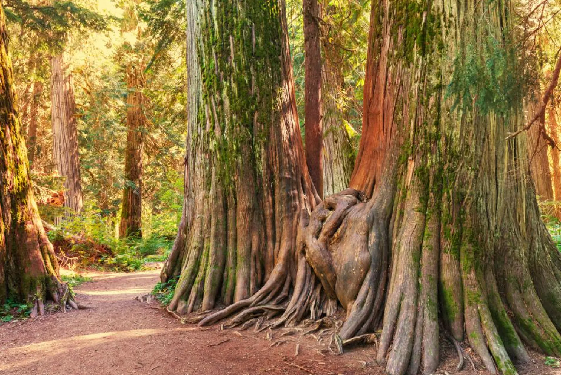 New Akustikbild BAUMWURZEL Akustikbilder