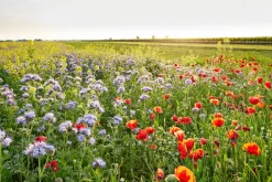 Clearance Akustikbild BLUMENWIESE Akustikbilder