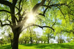 Best Akustikbild BÄUME IM FRÜHJAHR Akustikbilder