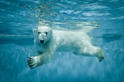 Sale Akustikbild EISBÄR Akustikbilder