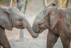 Sale Akustikbild ELEFANTENKINDER Akustikbilder