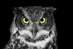 Sale Akustikbild EULE Akustikbilder