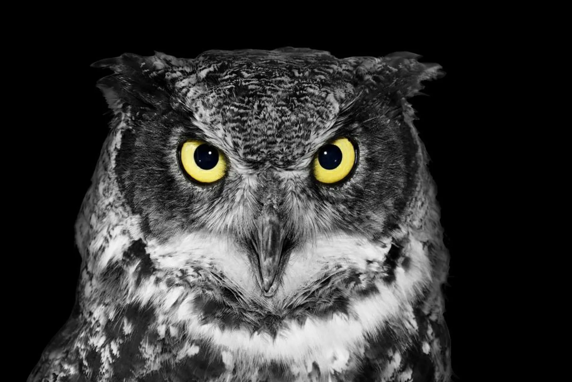 Sale Akustikbild EULE Akustikbilder