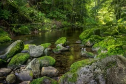 Sale Akustikbild FLUßLAUF IM WALD 3 Akustikbilder