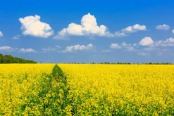 Sale Akustikbild GELBES RAPSFELD Akustikbilder