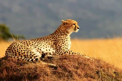 Clearance Akustikbild GEPARD Akustikbilder