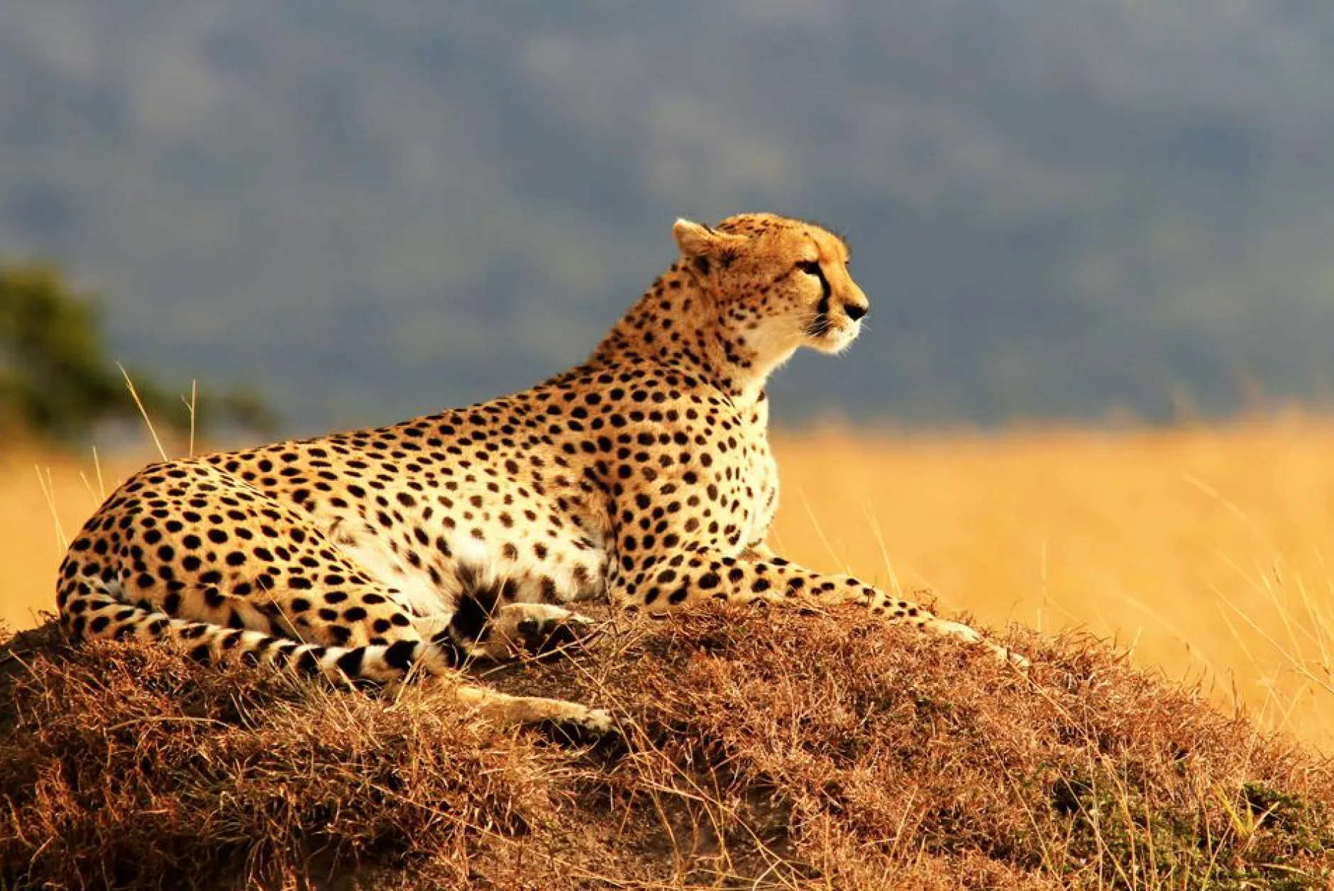 Clearance Akustikbild GEPARD Akustikbilder