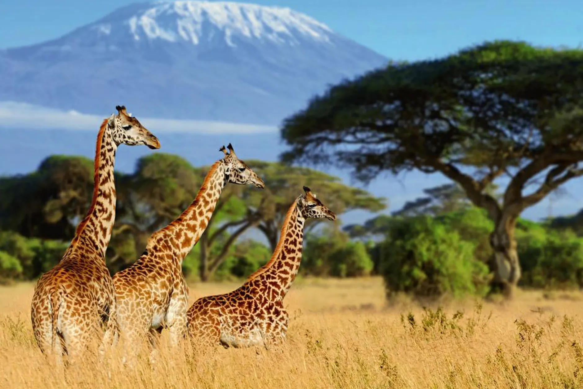 Best Akustikbild GIRAFFEN Akustikbilder