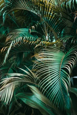 Clearance Akustikbild GRÜNE PFLANZEN Akustikbilder