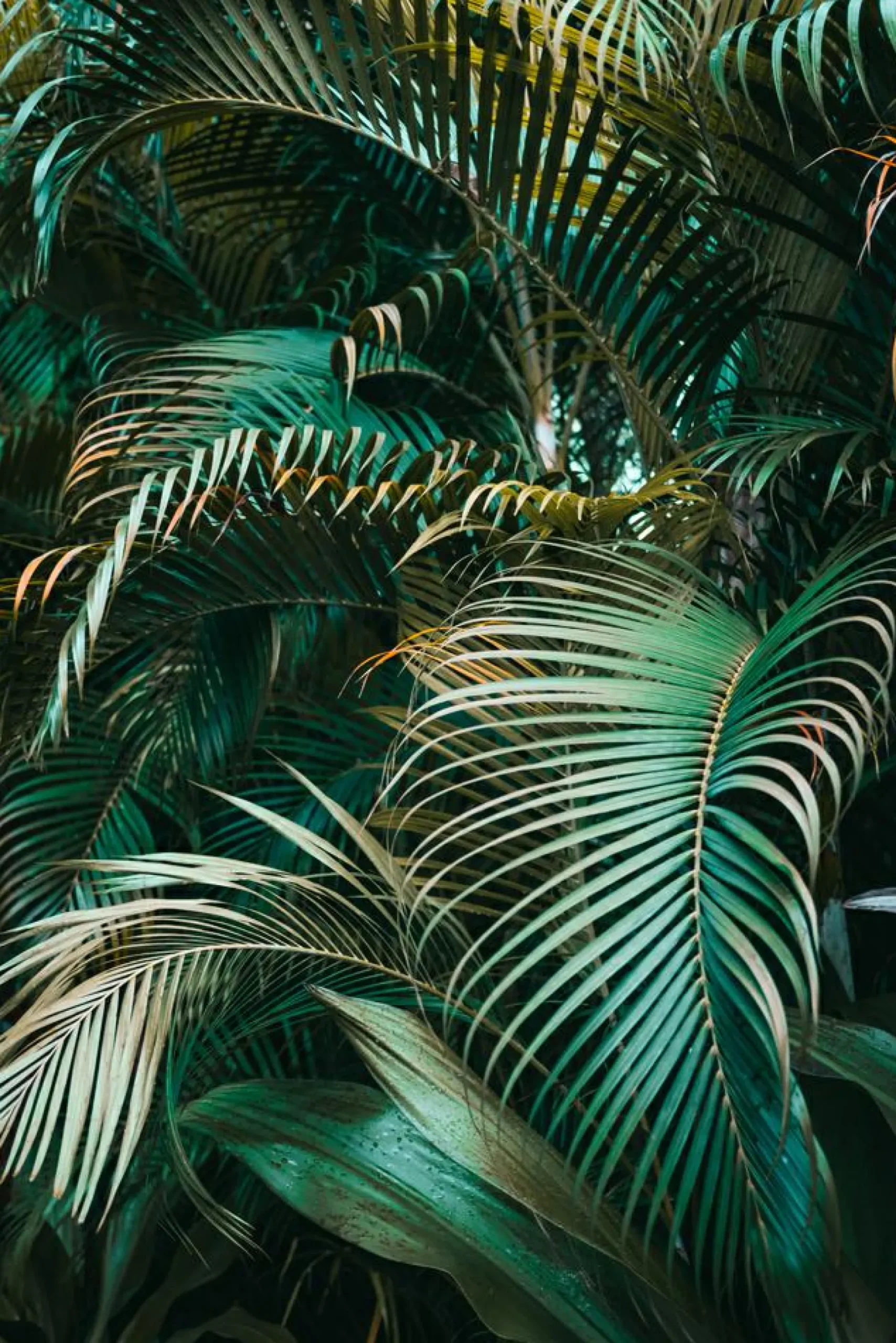 Clearance Akustikbild GRÜNE PFLANZEN Akustikbilder