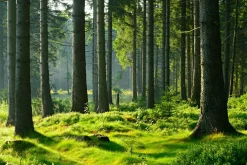 Akustikbild HOCHWALD Akustikbilder