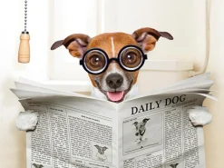 Discount Akustikbild HUND MIT ZEITUNG Akustikbilder|Zeitungsständer