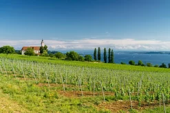 Clearance Akustikbild LANDSCHAFT Akustikbilder