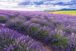 New Akustikbild LAVENDELFELD 7 Akustikbilder