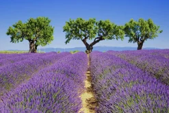 Hot Akustikbild LAVENDELFELD 6 Akustikbilder