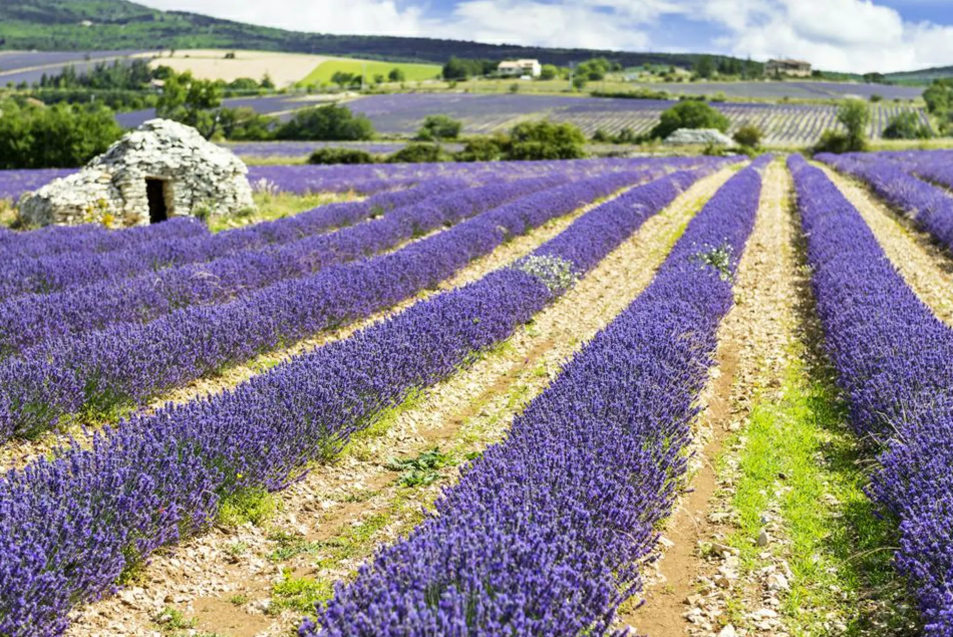 New Akustikbild LAVENDELFELD 3 Akustikbilder