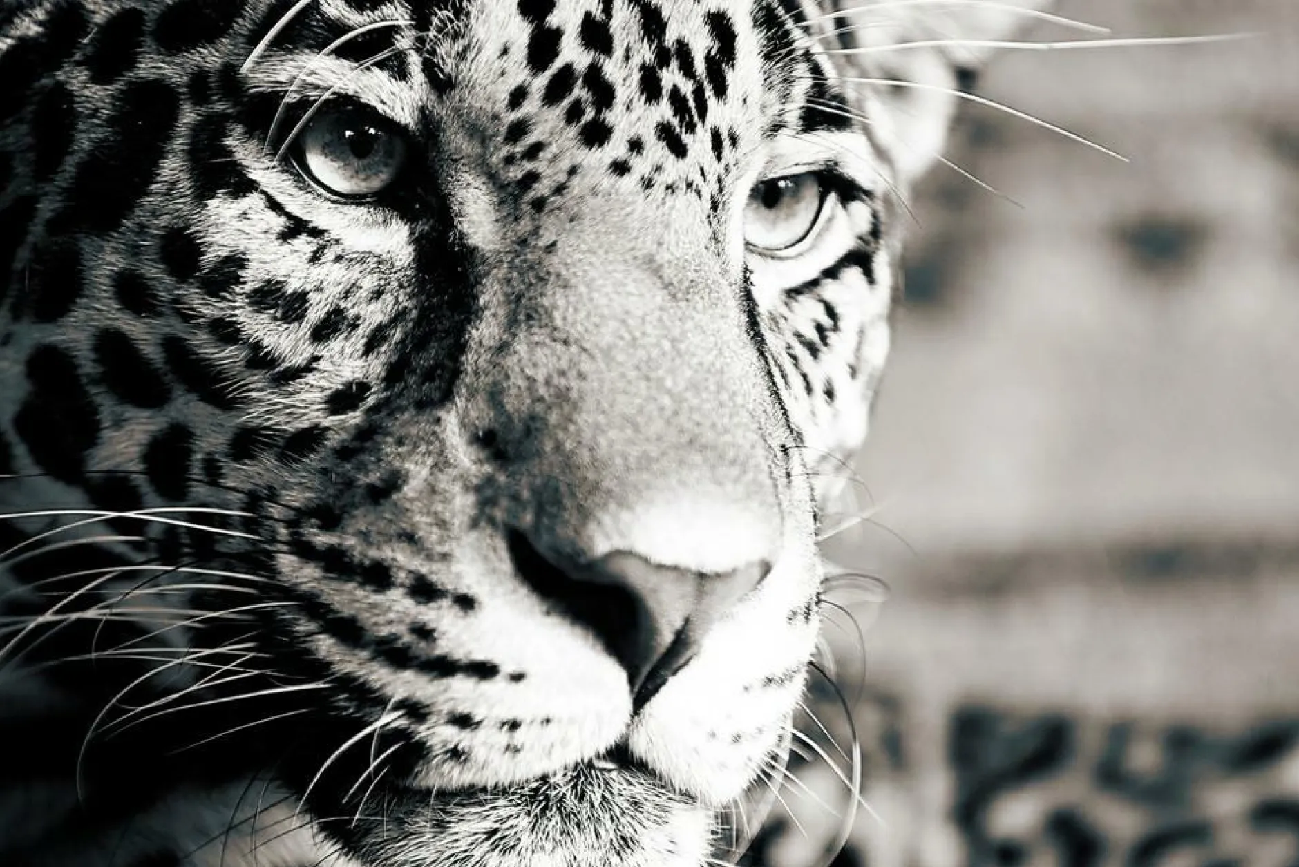 New Akustikbild LEOPARD Akustikbilder