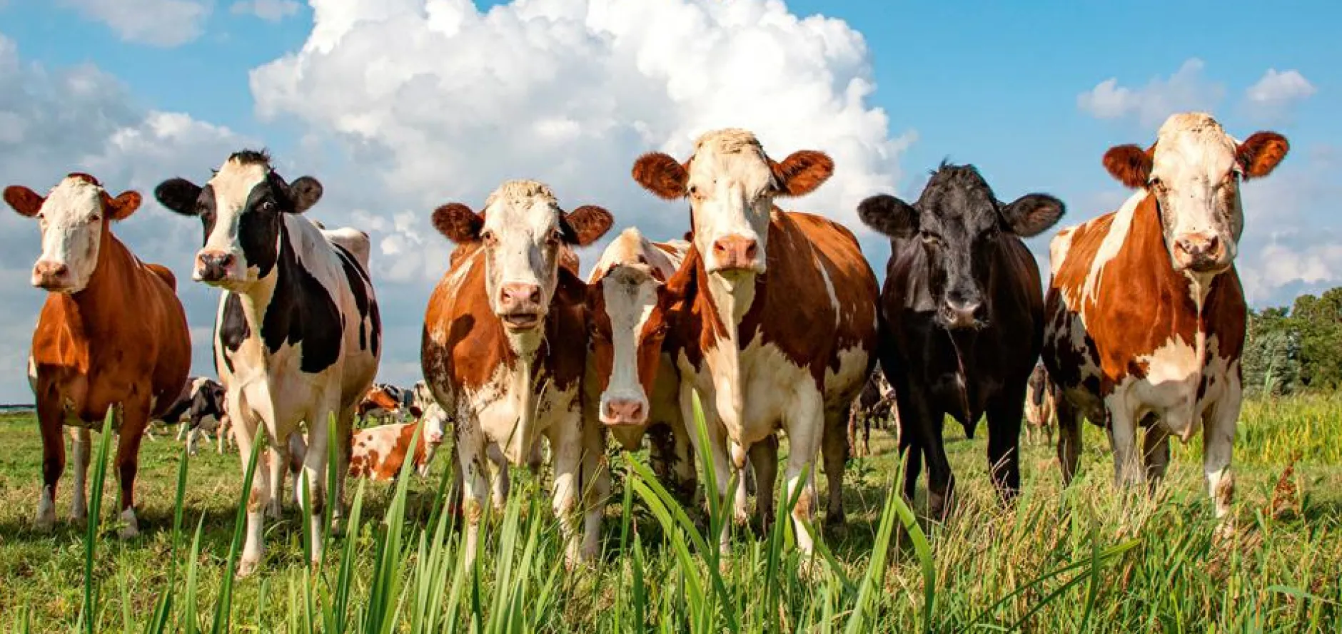 Sale Akustikbild MILKY WAY Akustikbilder