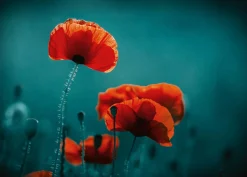 Hot Akustikbild MOHNBLUMEN 5 Akustikbilder