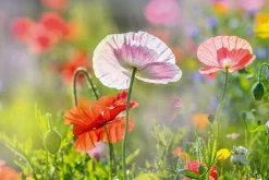 Best Akustikbild MOHNBLUMEN 4 Akustikbilder