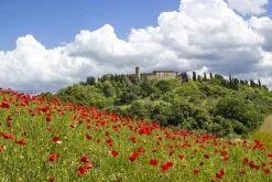 New Akustikbild MOHNWIESE 1 Akustikbilder