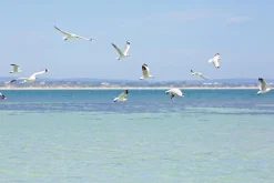 New Akustikbild MÖWEN Akustikbilder