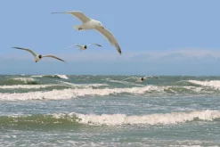 Clearance Akustikbild MÖWEN Akustikbilder