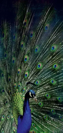 Clearance Akustikbild PFAU Akustikbilder