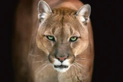 New Akustikbild PUMA Akustikbilder