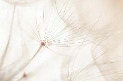 Akustikbild PUSTEBLUME 2 Akustikbilder