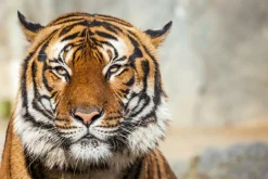 Clearance Akustikbild TIGER Akustikbilder