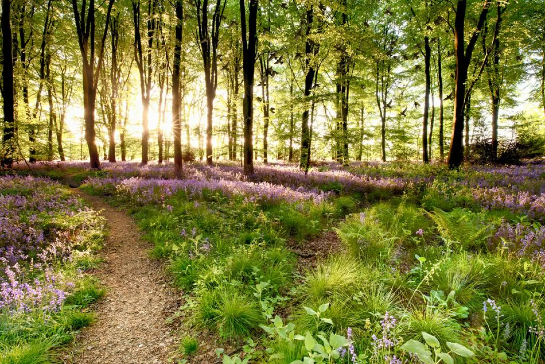 Online Akustikbild WALDWEG Akustikbilder