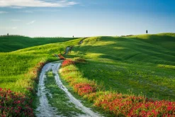 Clearance Akustikbild WEGESRAND MIT MOHN Akustikbilder