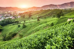 Outlet Akustikbild WEINBERGE Akustikbilder