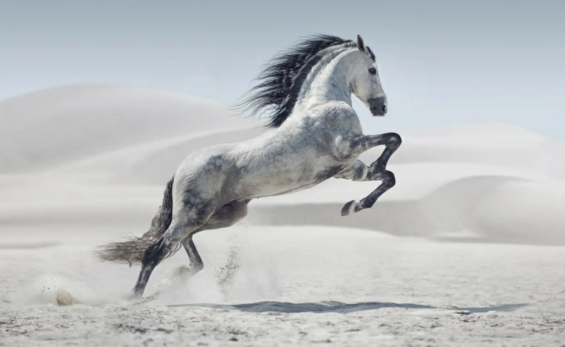 Akustikbild WILDPFERD Akustikbilder