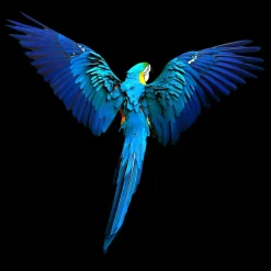 Aludibondbild BLUEPARROT Metallbilder