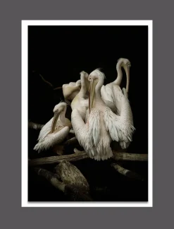 Outlet Aludibondbild PELIKANE Metallbilder