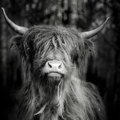 Sale Aludibondbild SCOTTISH Metallbilder