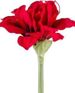 Best Amaryllis Santa'S Village