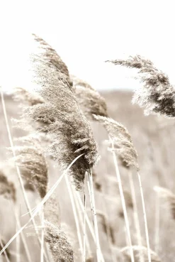 Decopanel PAMPASGRAS Kunstdrucke|Dekoration