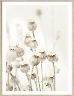 Sale Gerahmtes Bild DRIED POPPIES Holzbilder|Bilder