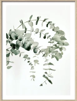 Sale Gerahmtes Bild EUCALYPTUS Holzbilder