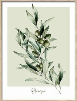 Gerahmtes Bild OLIVEN Holzbilder|Bilder