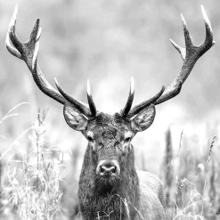 Glasbild GREY DEER HEAD II Glasbilder