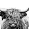 Sale Glasbild HIGHLAND CATTLE Glasbilder