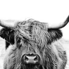 Hot Glasbild HIGHLAND CATTLE II Glasbilder|Bilder
